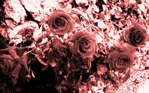 478014 (a): :2560x1600